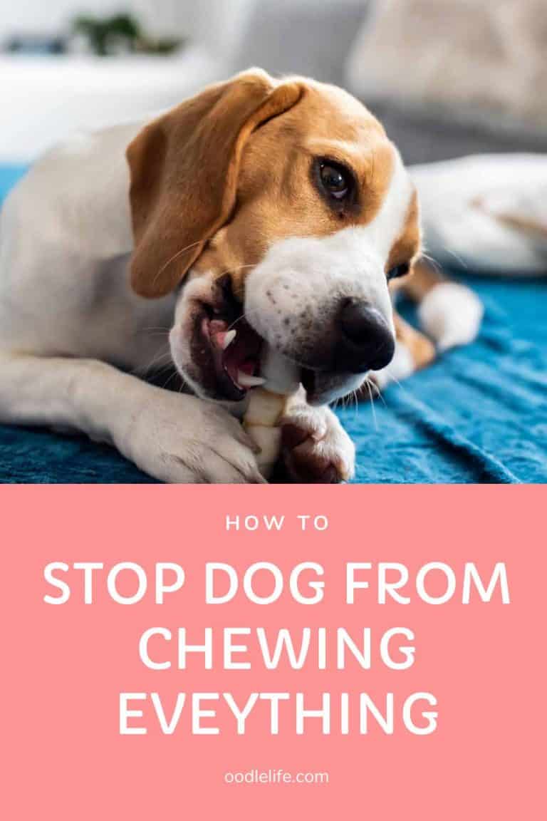 How Do I Get My Dog to Stop Chewing and Eating Everything ...