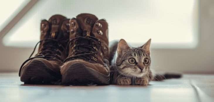 How To Get Cat Urine Out Of Shoes: Step