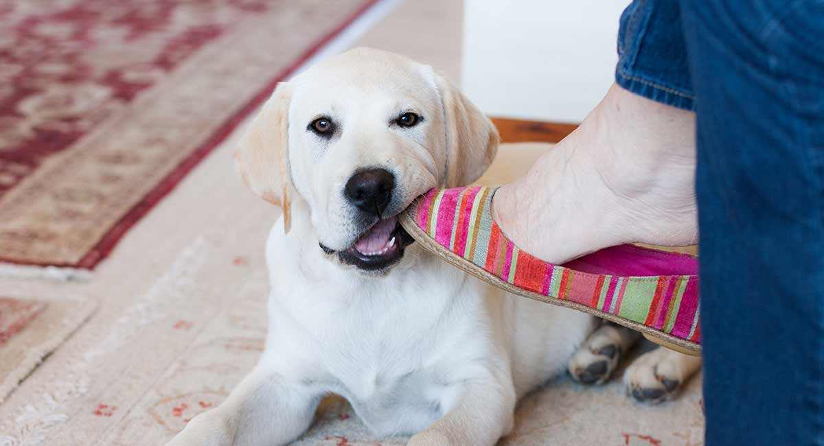 How To Stop A Puppy From Biting Your Clothes And Shoes