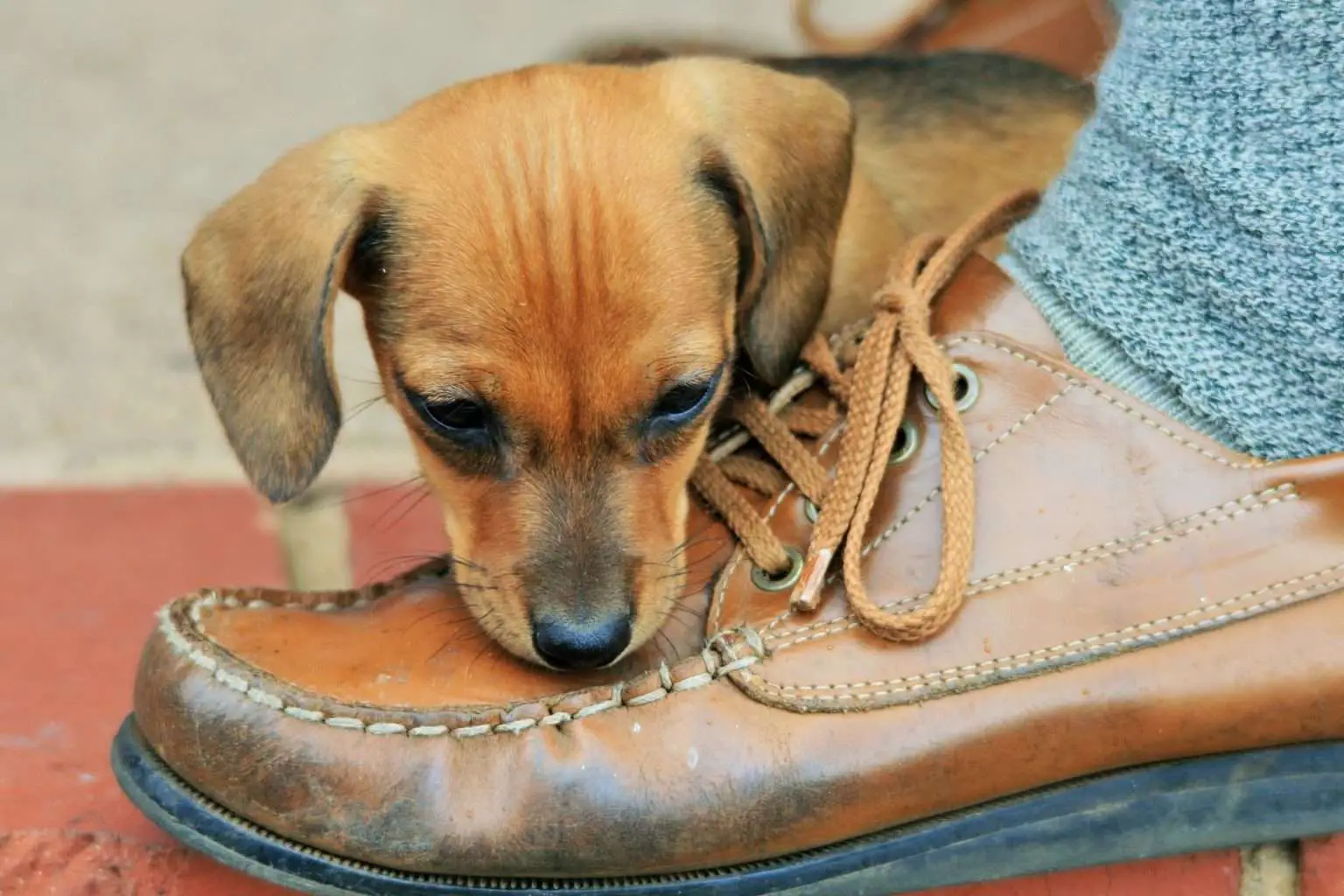 How to Stop Dogs from Chewing Shoes?