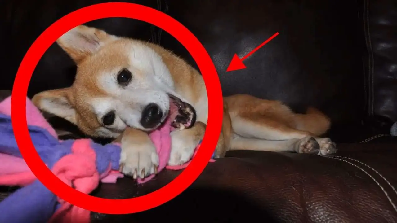 How To Stop Puppy Chewing Furniture, Shoes &  Clothes ...